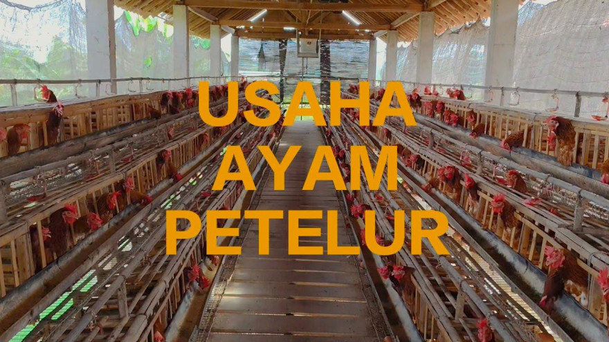USAHA AYAM PETELUR